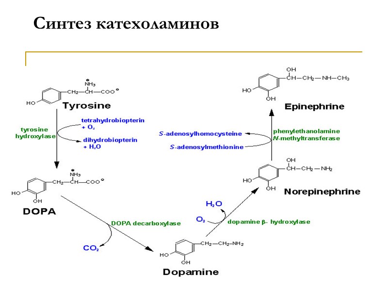 Синтез катехоламинов
